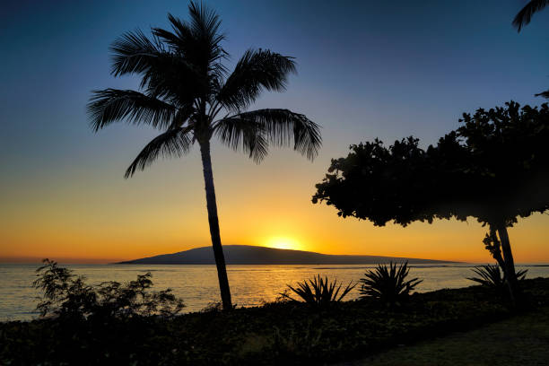 beau coucher de soleil avec palmier et lanai au loin. - maui beach palm tree island photos et images de collection