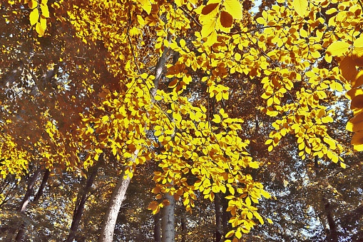 Fall Autumn Colors Around Telluride