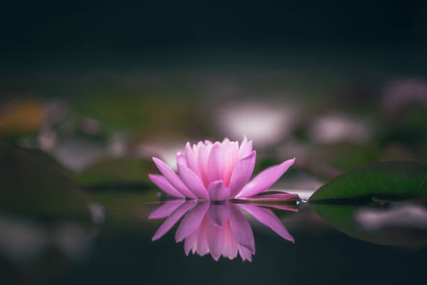 istock Pink lotus flower or water lily selective focus 1264578080