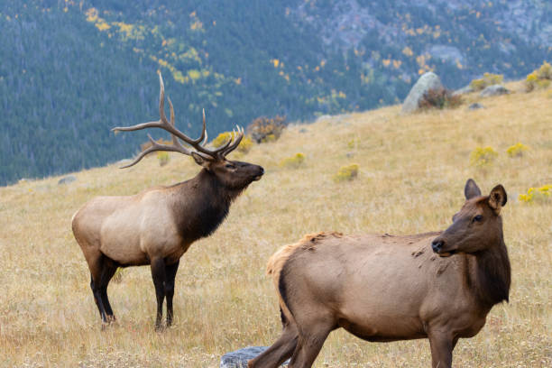 istock Elk Herd on a Beautiful Rocky Mountain Evening 1264578118