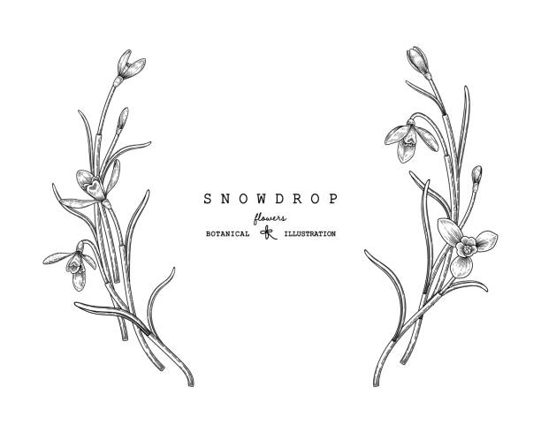 istock Sketch Floral decorative set. Snowdrop flower drawings. Black and white with line art isolated on white backgrounds. Hand Drawn Botanical Illustrations. Elements vector. 1264579744