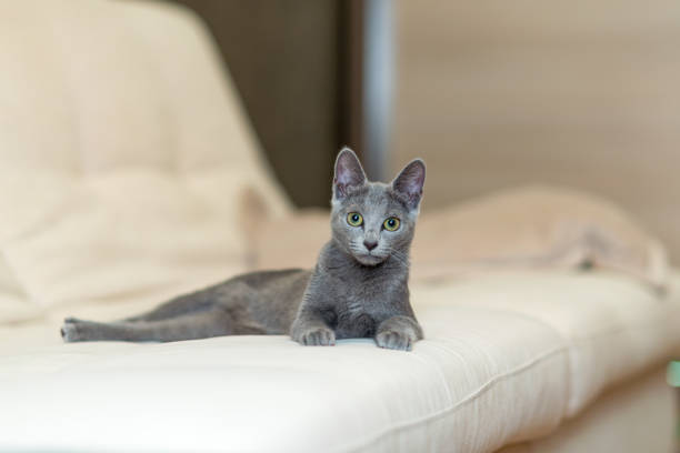 Captivating portrait of a grey Blue Russian cat on a beige couch, with a sharp focus on its striking eyes amidst a shallow depth of field.