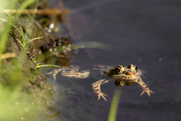 żaba - frog water isolated drop zdjęcia i obrazy z banku zdjęć
