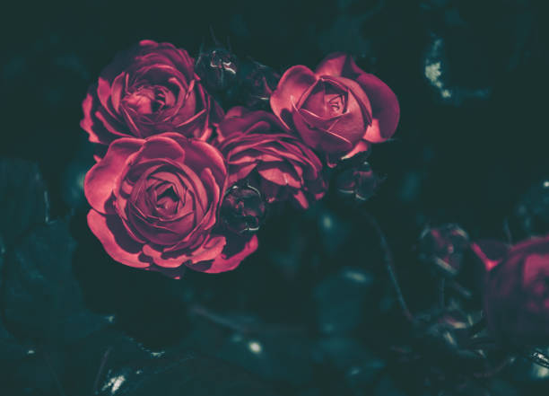 Beautiful Rose on Vintage style; nature background