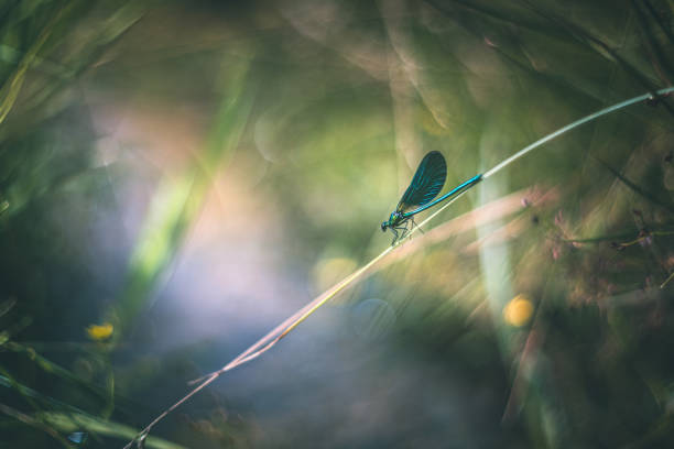 istock Damselfly on the grass vintage Helios lens rendering 1264580940