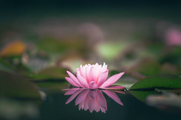 istock Pink lotus flower or water lily selective focus 1264581881