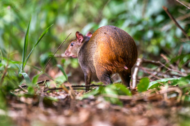istock Common Agouti recorded in Sooretama, Espirito Santo. 1264582759
