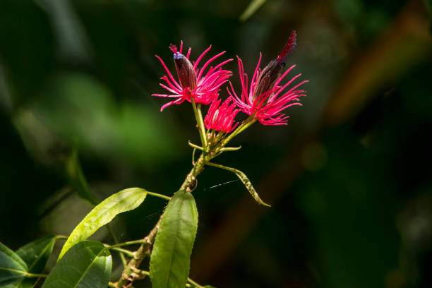 Scene of a Brazilian Candles plant. Scene of a Brazilian Candles plant. The plant has pink flowers. collorful stock pictures, royalty-free photos & images