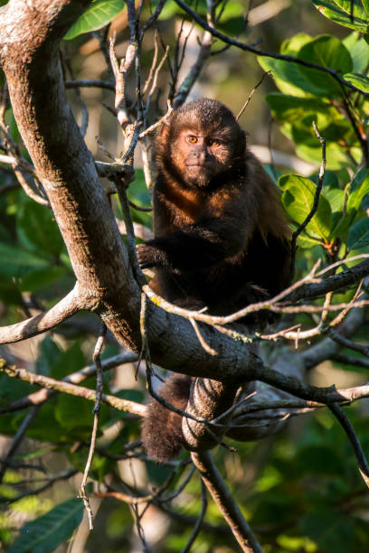 istock Scene of a crested capuchin monkey standing in a tree. The monkey is seen from the front. 1264584156