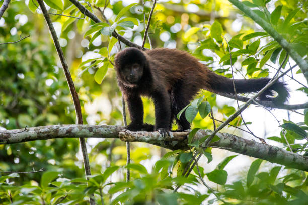 istock Scene of a crested capuchin monkey standing in a tree. The monkey is seen from the front. 1264584273