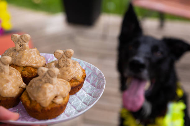 istock Pup-cakes for dogs at a party 1264584274