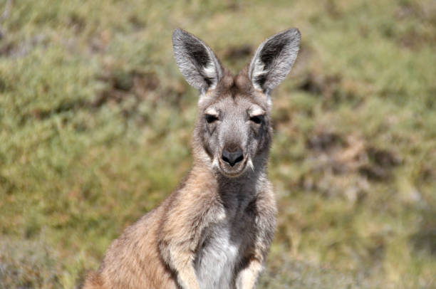 istock Cute red kangaroo in the wild 1264585031