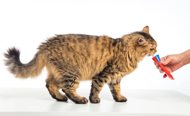 istock cat standing and eating food from hand 1264585149