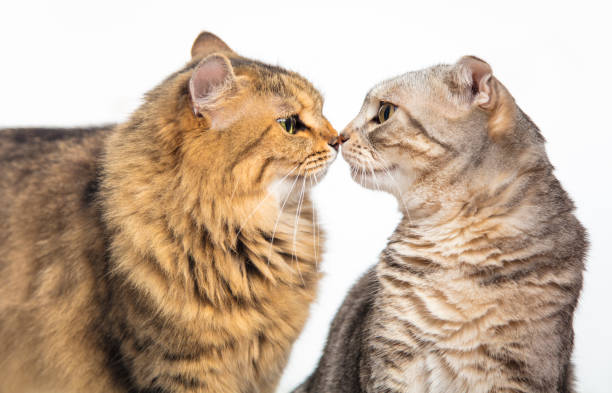 istock Two cats touch noses to each other 1264585155