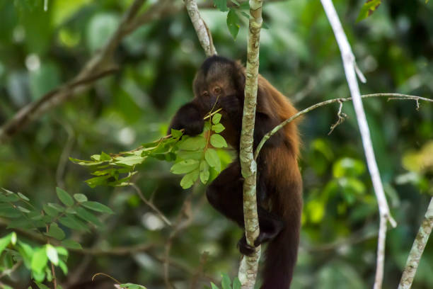istock Scene of a crested capuchin monkey standing on a branch. 1264585217
