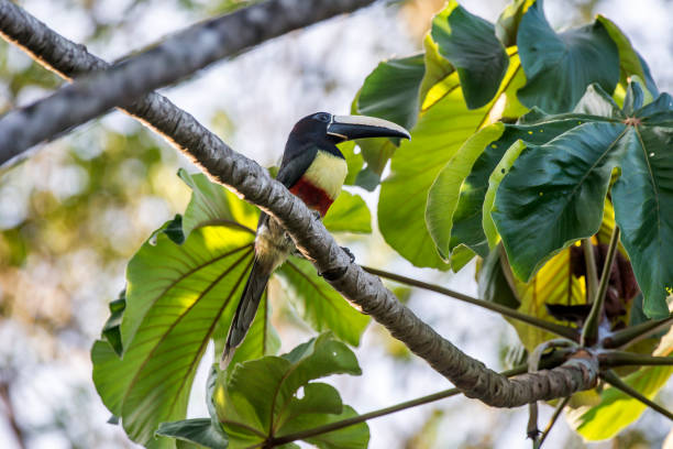 istock Scene of a Black necked Aracari perched on a branch. 1264585224