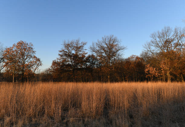 istock Prairie in a Chicago park on a nice, fall day 1264585931