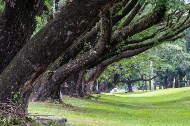 istock Line of Big Trees and Grassy Field 1264586031