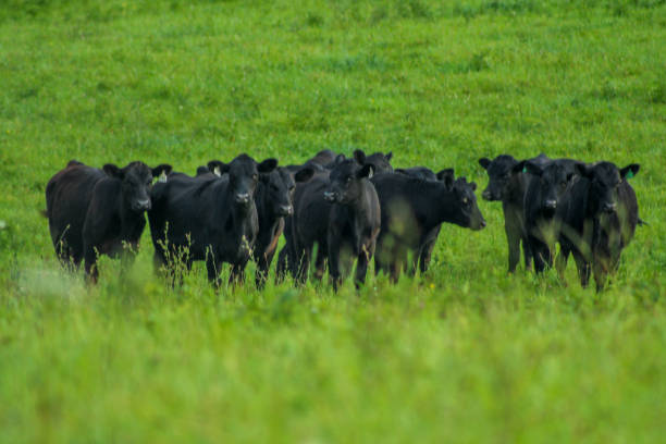 Herd of cows in the field stock photo