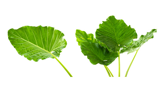 More beautiful exotic tropical leaves, isolated leaf background,clipping path inclu