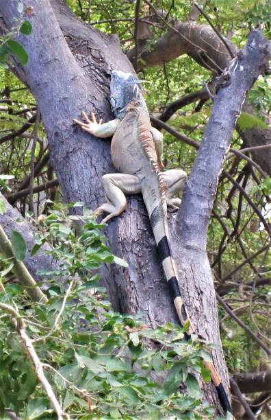 Beto the iguana climbing a tree.