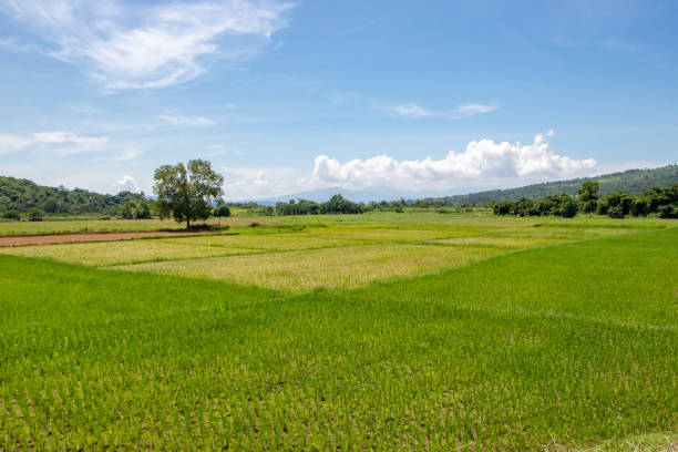 ampi campi colorati in una campagna tropicale - filippine - subic foto e immagini stock