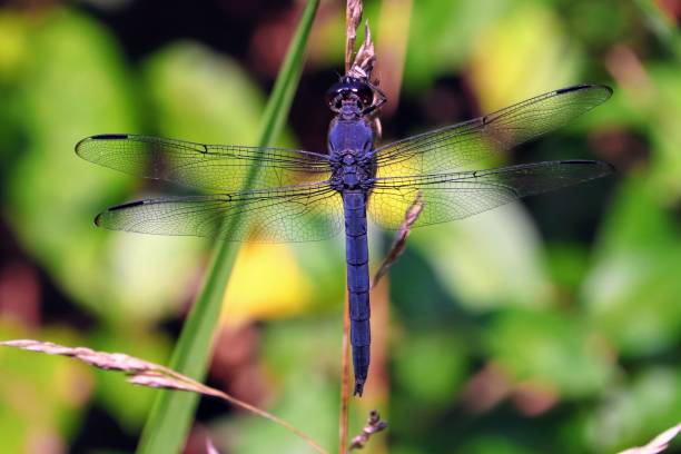 istock Slaty Slimmer Dragonfly 1264589983