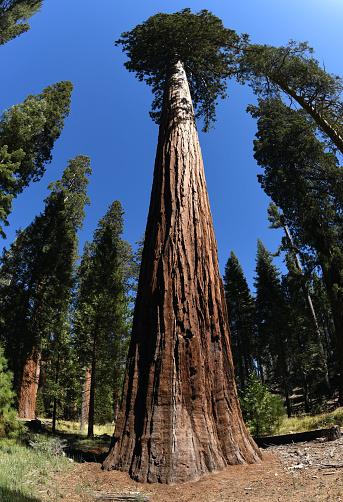 Female hiker crosses a fallen sequoia tree surrounded by giant sequoias at Sequoia National Park, California