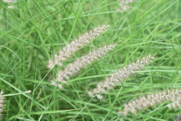 istock The Chinese fountain grass 1264590603
