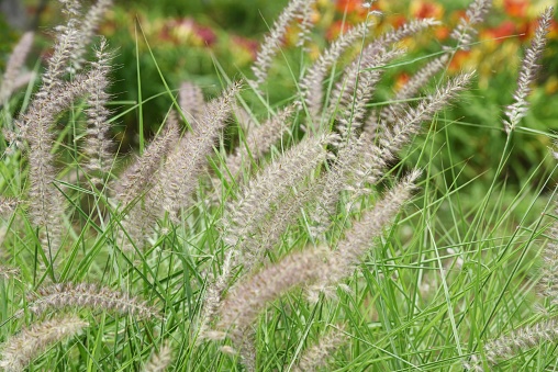 The Chinese fountain grass