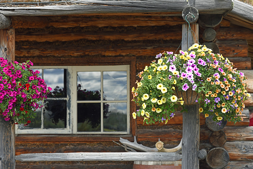 Petunia like, million bells (calibrachoa) flowers,  hanging in a log cabin, Central Alaska.