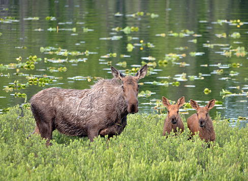 Cow moose and her calves in a willow bush next to a pond.