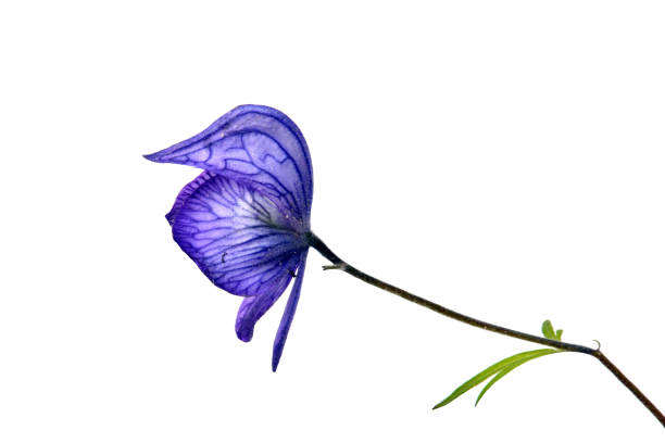 Monkshood, Alaskan wildflower blooming in June and July. This beautiful but poisonous flower (Aconitum sp.) is also known as aconite, wolf’s bane or devil’s helmet.