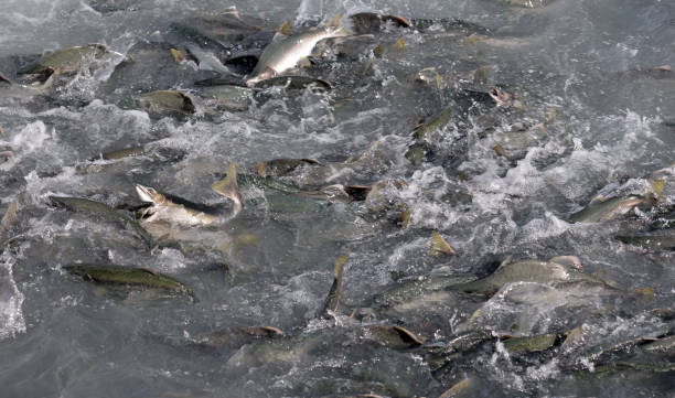 Buckellachs Bilder und Stockfotos iStock