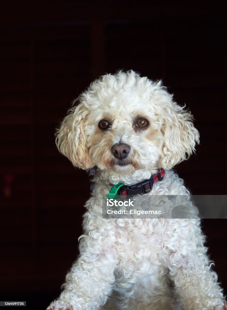 White Dog Cross Bichon Frise And Poodle Looking Out Window Photo - Download Now - iStock