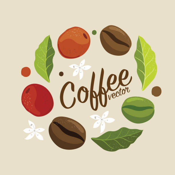 ilustraciones, imágenes clip art, dibujos animados e iconos de stock de plantación de árbol de café gráfico vectorial, rama, hoja, frijol. - menu bean brown caffeine