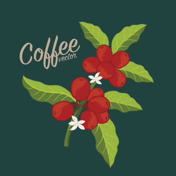ilustraciones, imágenes clip art, dibujos animados e iconos de stock de plantación de árbol de café gráfico vectorial, rama, hoja, frijol. - menu bean brown caffeine