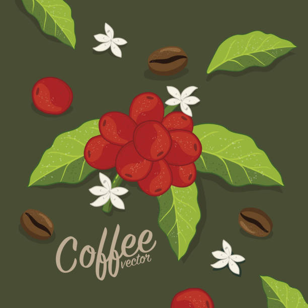 ilustraciones, imágenes clip art, dibujos animados e iconos de stock de plantación de árbol de café gráfico vectorial, rama, hoja, frijol. - menu bean brown caffeine