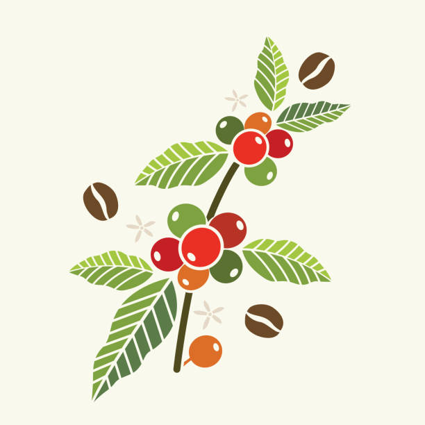 ilustraciones, imágenes clip art, dibujos animados e iconos de stock de plantación de árbol de café gráfico vectorial, rama, hoja, frijol. - coffee plant