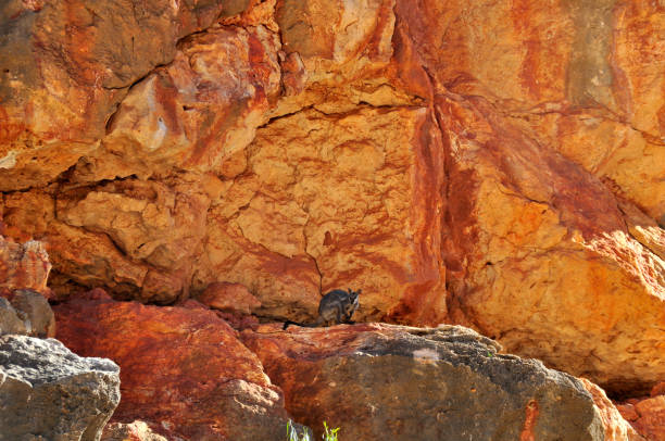 istock Endangered rock wallaby sitting high on a rocky ledge 1264597677