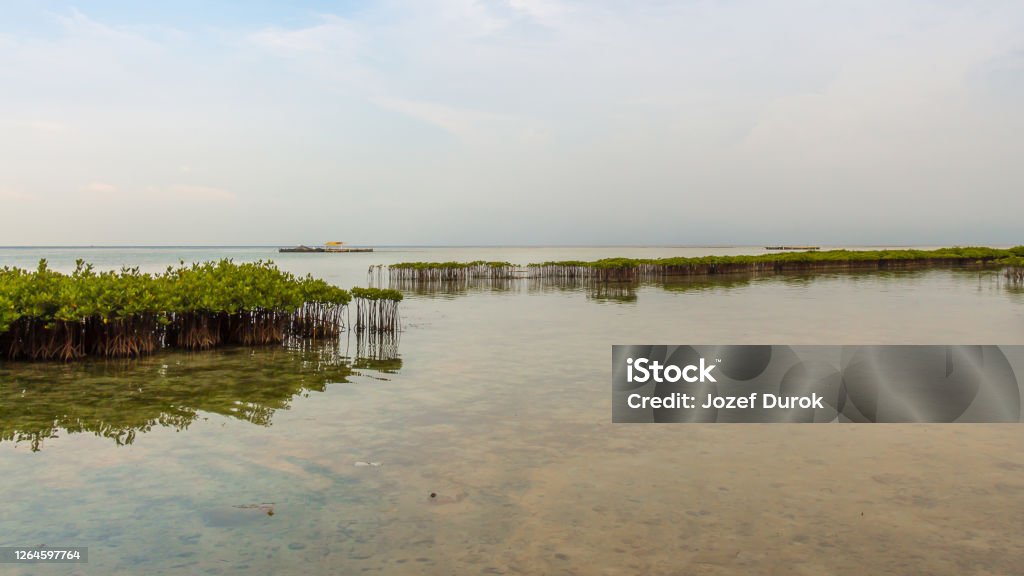 Mangrove Plantations on Pramuka Island, Thousand Islands, Indonesia Abundance Stock Photo