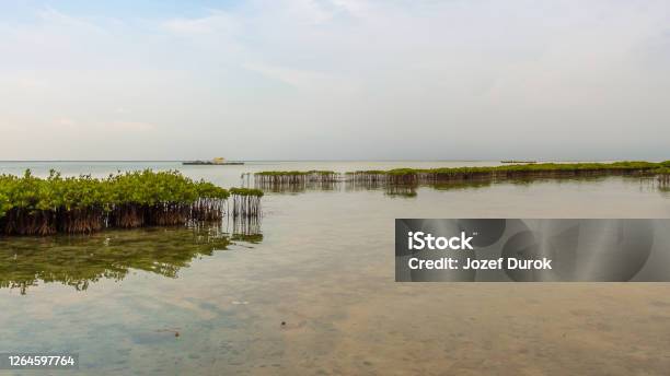 Mangrove Plantations On Pramuka Island Thousand Islands Indonesia Stock Photo - Download Image Now
