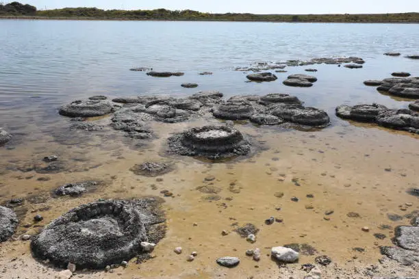 Not far from the Pinnacles National Park, is a viewing platform to see these ancient living stromatolites in Western Australia