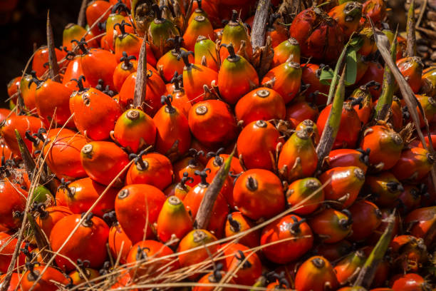 A bunch of palm oil fruit - fresh fruit bunch (FFB) ready to be processed in Malaysia.