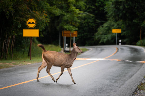istock A deer or antelope is cross walking the road. 1264599191