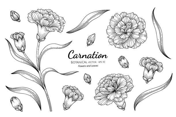 카네이션 플라워와 잎손으로 그린 식물 삽화와 흰색 배경에 라인 아트. - dianthus stock illustrations
