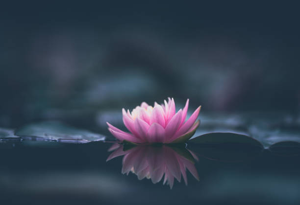 Pink lotus flower or water lily selective focus