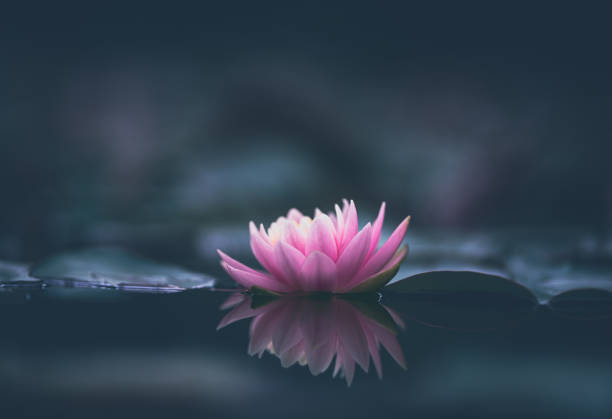 Pink lotus flower or water lily selective focus Pink lotus flower or water lily selective focus dark background lotus water lily photos stock pictures, royalty-free photos & images