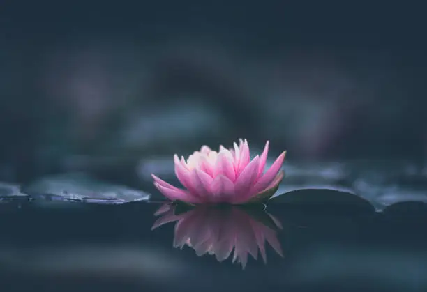 Pink lotus flower or water lily selective focus dark background
