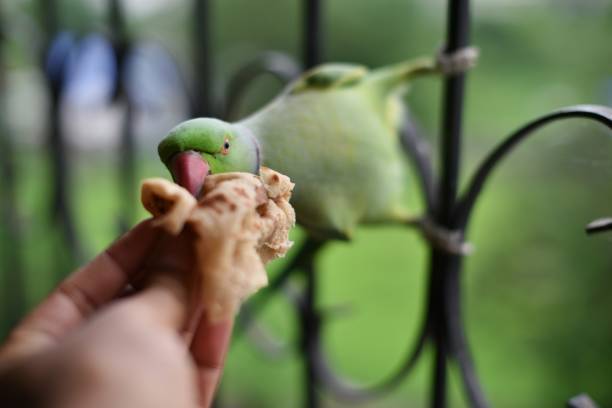 Exotic parrot is perched on the hand of an autistic boy, eating a raspberry placed on the boy's palm. The close-up shot vividly captures the bright plumage and sharp beak of the parrot.